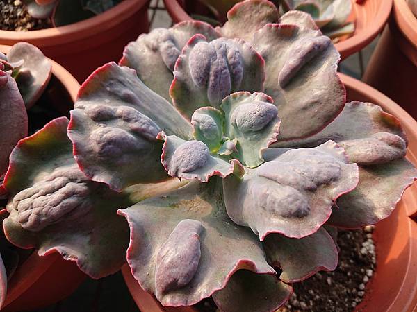 多肉植物 紫雪echeveria Lilac Snow 詰雅花卉 痞客邦 多肉植物 紫雪echeveria Lilac Snow 詰雅花卉 痞客邦
