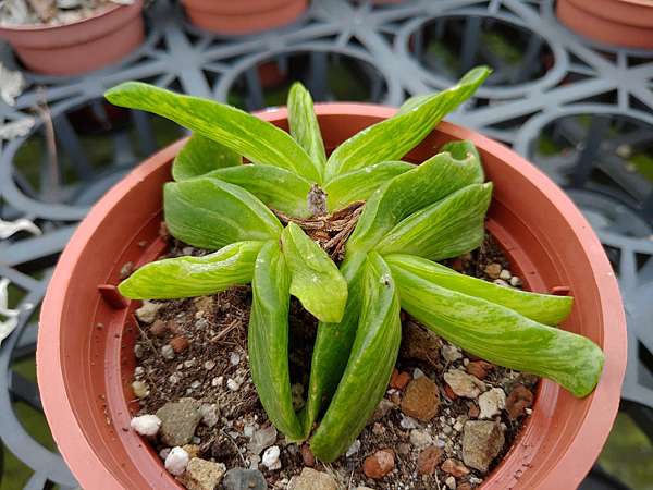 当社の 多肉植物 錦 植物/観葉植物 - www.snukers.com