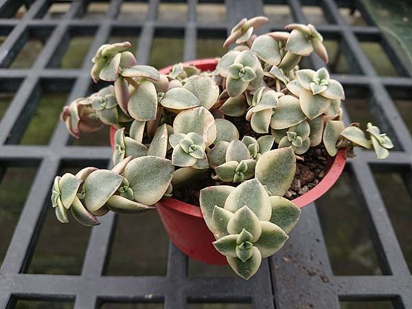 多肉植物 粉紅十字星錦crassula Pellucida Var 詰雅花卉 痞客邦