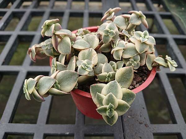 多肉植物 粉紅十字星錦crassula Pellucida Var 詰雅花卉 痞客邦