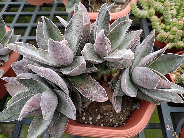 多肉植物 石榴石crassula Garnet Lotus 詰雅花卉 痞客邦