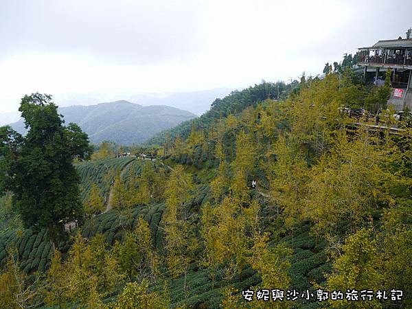 ,南投,鹿谷,銀杏森林,羊彎,秘境,武岫茶園,大崙山,茶園,活化石,公孫樹,