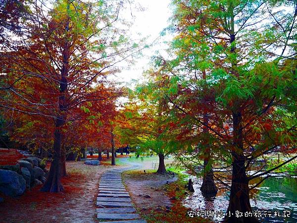 ,苗栗景點,南庄景點,雲水度假村,落羽松,溫泉,泡湯,森林,草原,秘境,