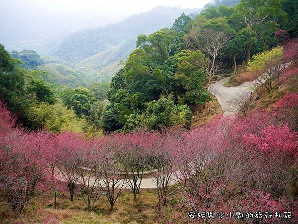 苗栗,賞櫻,櫻花祭,獅潭,協雲宮,台三線補給站,小百岳,步道,花季,秘境,苗栗景點