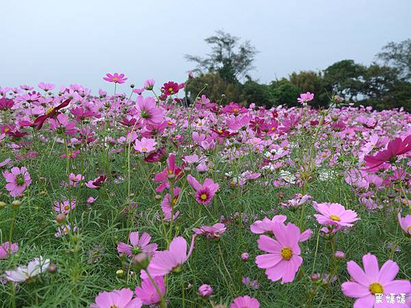 波斯菊 (8).JPG