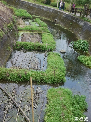 馬太鞍濕地 (7).JPG