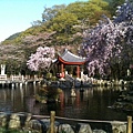 桜と池と建屋.JPG
