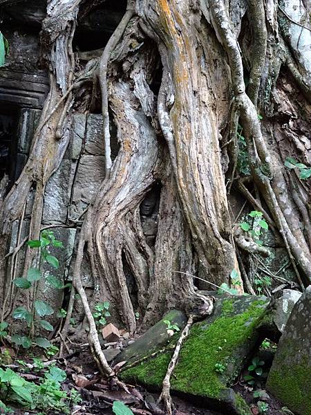 356塔普倫寺(台灣美人)(樹洞形狀像台灣地圖).JPG