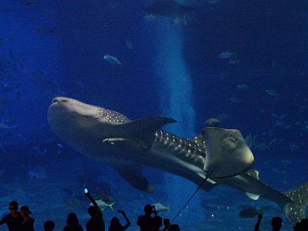 149水族館.JPG