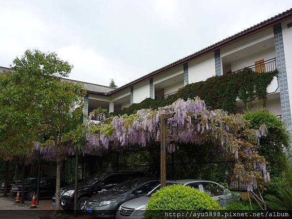 雲南春遊4月12日 (13).JPG