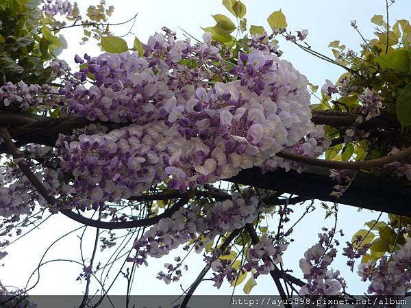 春遊雲南4月15日 (19).JPG