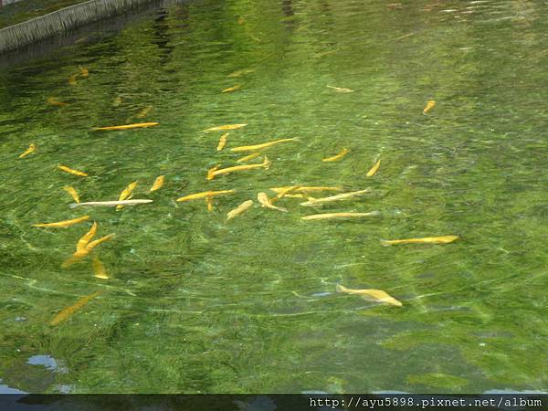 春遊雲南4月15日 (48).JPG