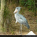 283.jurong birdpark_濕地.JPG