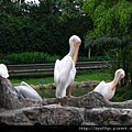 335.jurong birdpark_塘鵝灣.JPG