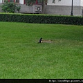 479.北京大學.JPG