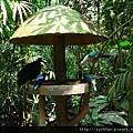 344.jurong birdpark_東南亞飛禽.JPG