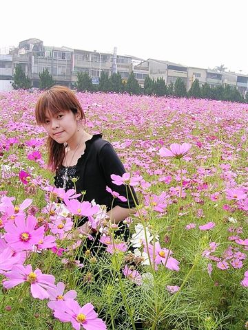 2006.02.24波斯菊 004_S