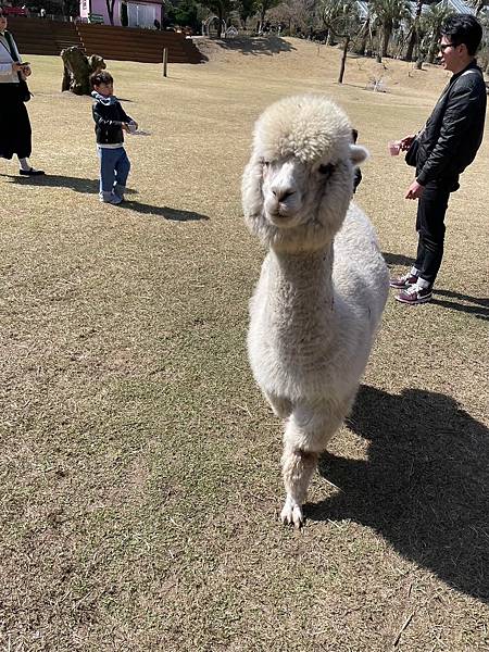 2024 濟州島 濟州島 - 柱狀節理帶 綠茶博物館 馬術秀