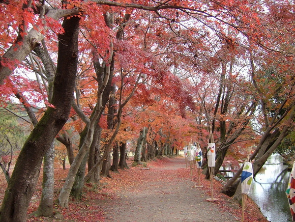 2005大覺寺紅葉