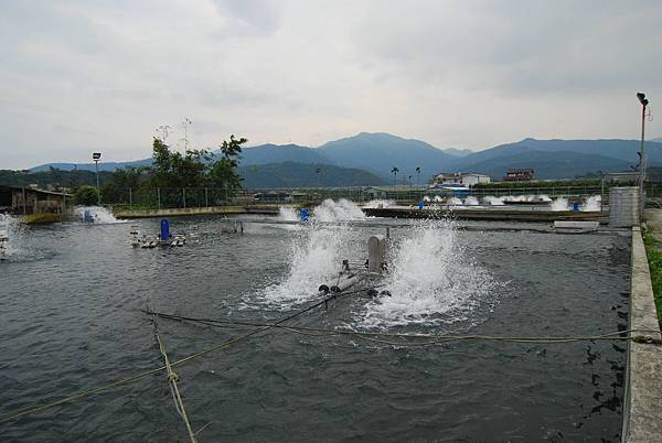 香魚養殖場