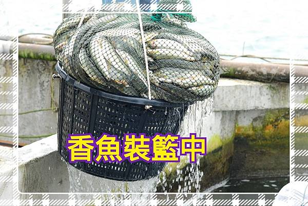 香魚裝藍中-2