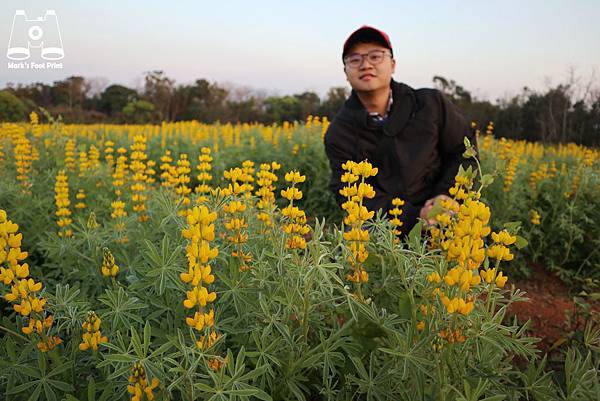 苗栗魯冰花與模糊馬克.jpg