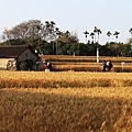 台中大雅小麥文化節土角厝.jpg