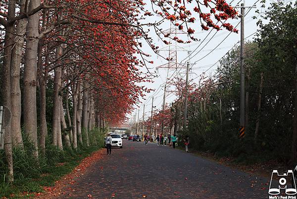 彰化埤頭木棉道.jpg