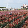 田尾康乃馨花田母親節限定1.jpg