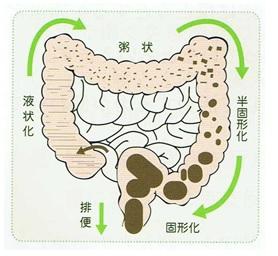 Bio-Lydia從〝腸〞計議-趕走令人感到煩躁的「便秘」 1