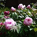 Peony