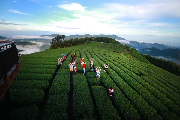 主圖-瑞峰1314茶園阿里山四季茶旅.JPG