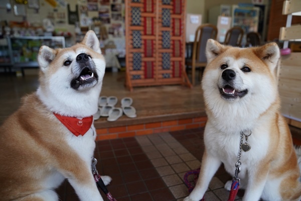 DSC05219 大.jpg DSC05219 大.jpg