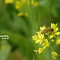 油菜花