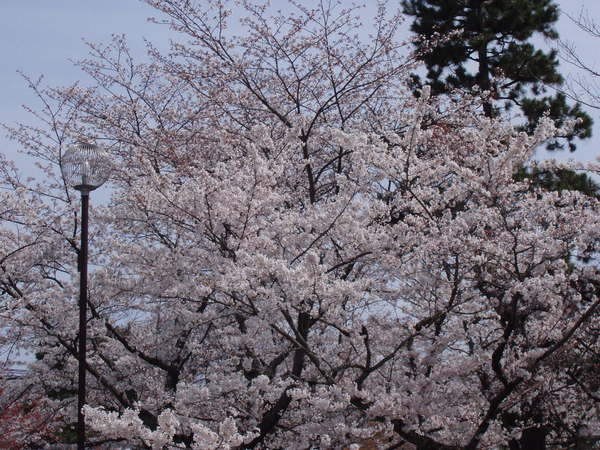 藍山渡月橋 4