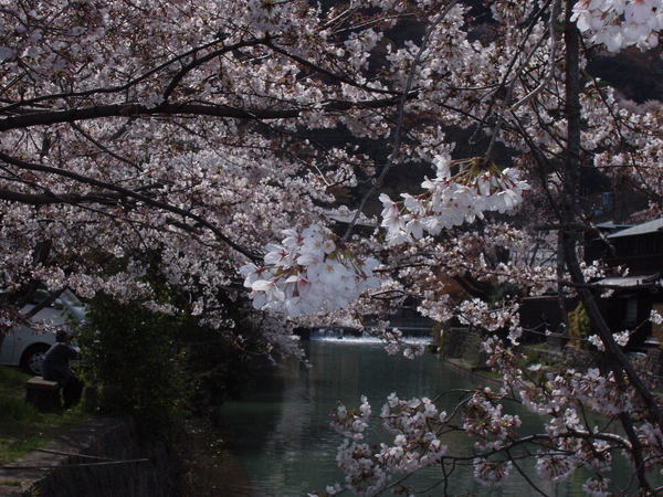 藍山渡月橋 15