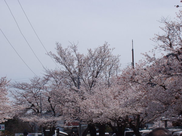 藍山渡月橋 21