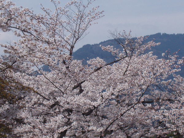 藍山渡月橋 24