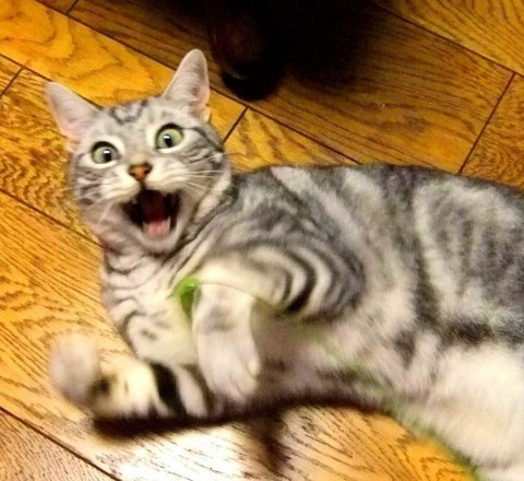 japan_cat_scary_facial_expression_3453