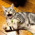 japan_cat_scary_facial_expression_3453