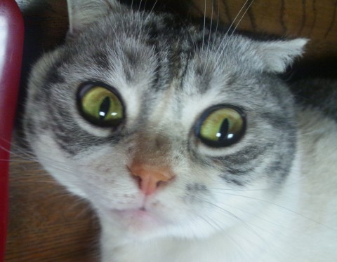 japan_cat_scary_facial_expression_3454