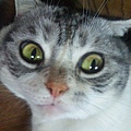 japan_cat_scary_facial_expression_3454