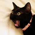 japan_cat_scary_facial_expression_3456