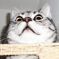 japan_cat_scary_facial_expression_3455