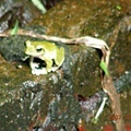 青蛙8