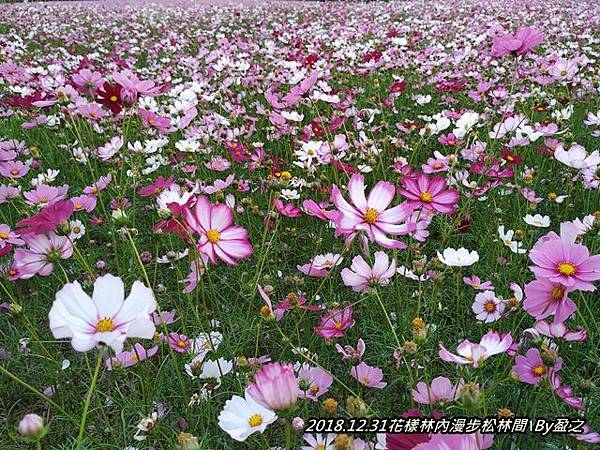 2018.12.31花樣林內漫步松林間 By盈之2.jpg