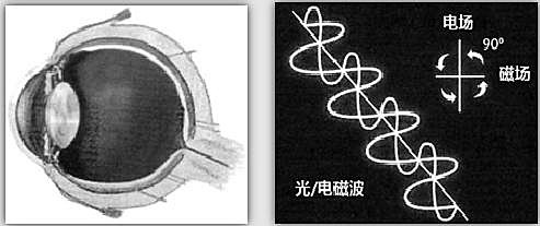 眼球與光電磁波