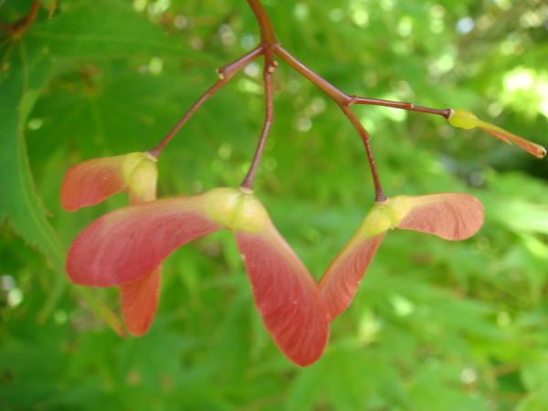 DSC09892_這是楓樹的花還是果呢.JPG