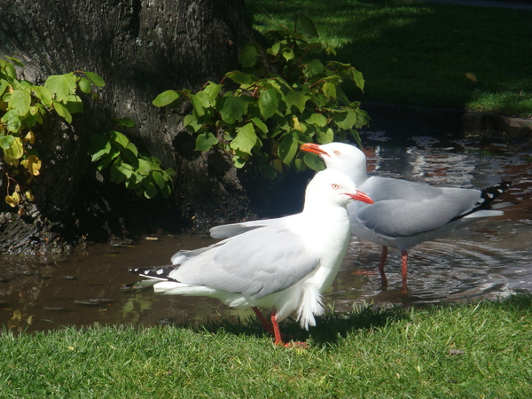 DSC09964_沒看過壞鳥嘛.JPG