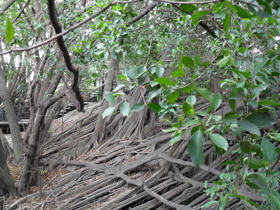 20110615安平樹屋-3_17.JPG